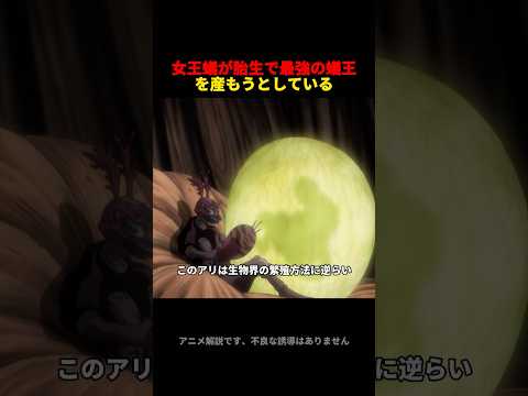 キメラアントの女王が胎生で最強の蚁王を産みたいと思っている #hunterxhunter #アニメ #anime
