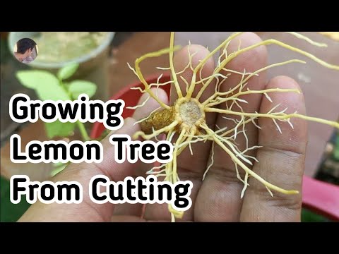 How To Growing Lemon Tree From Cutting