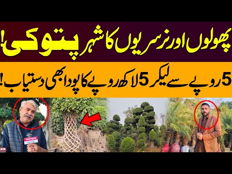 Pattoki Plants | Unbelieveable Price of Plants in Pattoki Nurseries. Saleem Razzaq