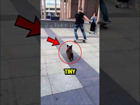 The Coolest Dog Ever!