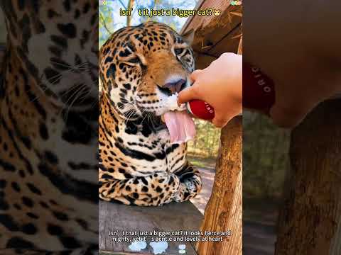 Just a big cat.😻#bigcat#funnyanimals#tiger#leopard