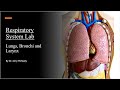 Human Respiratory System Concepts