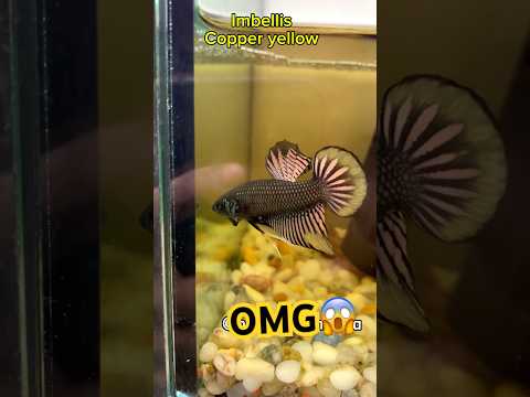 wild imbellis betta fish show🐠#betta #wildbetta #bettafishtank