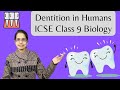 Dental Anatomy and Functions