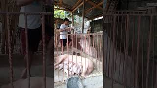 Day 2 of my new born baby piglets 
