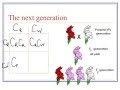 Genetics and Inheritance Concepts