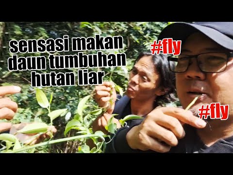 DEMI NYARI SARANG BURUNG DI HUTAN SAMPAI MAKAN DAUN POHON LIAR, GAK TAKUT KERACUNAN APA YA ??