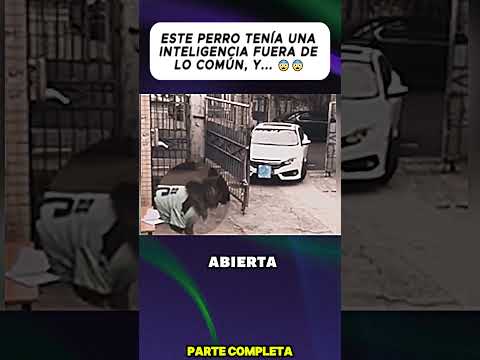 ESTE PERRO TENÍA UNA INTELIGENCIA FUERA DE LO COMÚN, Y... 😨😨
