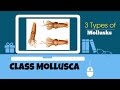 Understanding Mollusks