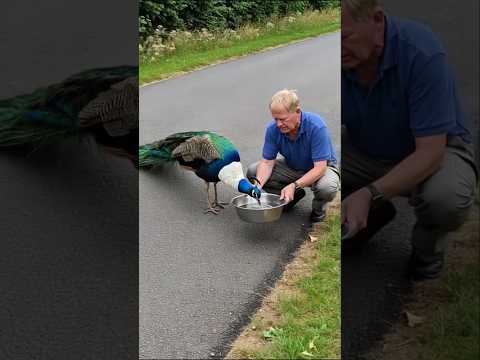 This beautiful peacock was sitting peacefully on the roadside