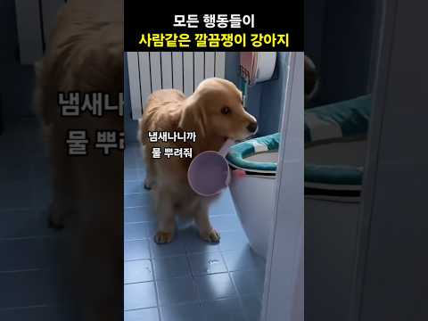 전생에 사람이였을거 같은 깔끔쟁이 강아지