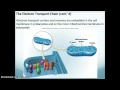 Fermentation and Cellular Respiration Concepts