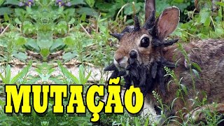 MUTAÇÃO NA NATUREZA
