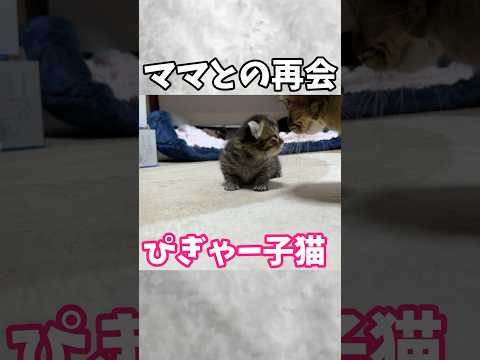 ママとの再会で興奮しすぎた子猫のまさかの結末w