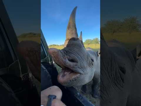 Estos Sonidos de Animales Son Aterradores — Y el Último Suena Como un Niño Pequeño 😨