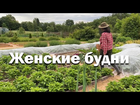За вторым когда? // клубника ведрами // сад в деревне