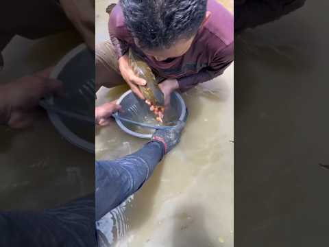 Get arowana eggs in wild 🐲 #arowanafish