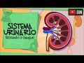 Importância da Água e Sistema Urinário