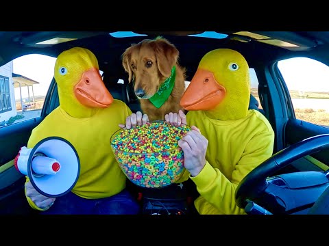 Rubber Ducky Surprises Puppy & Wolf with Car Ride Chase