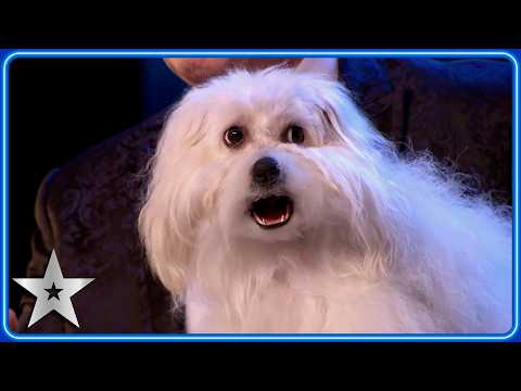 Marc Metral's TALKING DOG wows Simon Cowell! | Unforgettable Audition | Britain's Got Talent