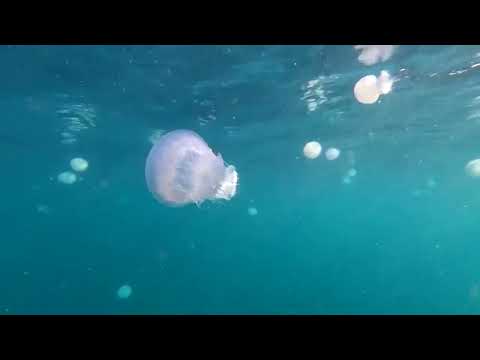 YouTube video thumbnail: French Nuclear Plant to Restart After Jellyfish 'Invasion'