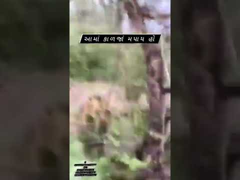 ભલભલાને ચડ્ડી ભીની થઈ જાય ll #trending #lion #viralvideo #shorts #wildlife #reels #video #youtube