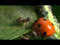Insect Relationships and Ant-Aphid Dynamics