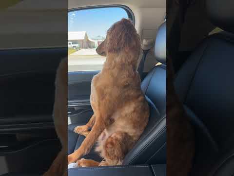 Dog's silent treatment after groomer visit
