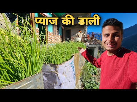 पहाड़ों में कुछ इस तरीके से लगते हैं प्याज की डालिया | villagers life in Uttarakhand | RTK Vlogs