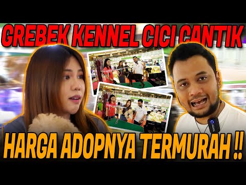 DI SINI SURGA PECINTA ANJING‼️ HARGA ADOPSI ANJING 2025 TERJANGKAU BANGET