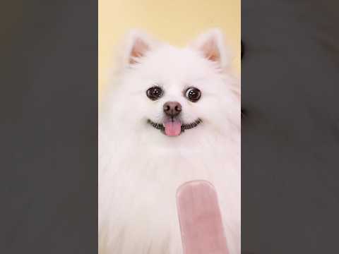Do you eat stinky ice cream?#nico #smartnico #funny #dog #puppy