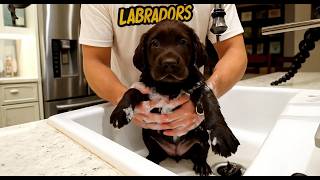 His Last Bath Before Going to His Forever Home 😭🐾