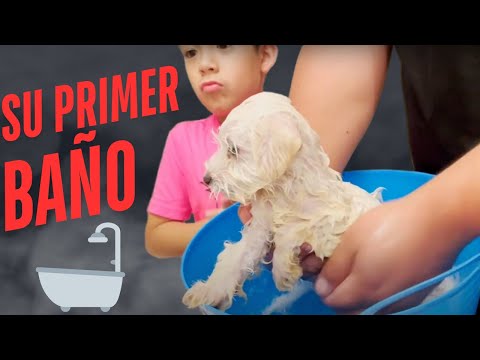 EL PRIMER BAÑO DE NUESTRO PERRITO!! 🐶🛁 || FAMILIA SG