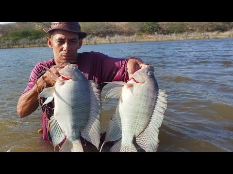 PESCARIA DE TARRAFA SÓ TILÁPIA BRUTA