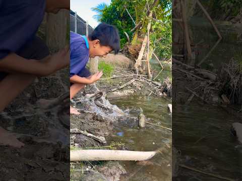 Bé trai bị rắn cạp nia nước cắ.n #rắncapnia #rắnhoheo #shortvideo