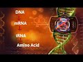 DNA Translation and Protein Synthesis