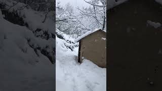 My Bushcraft Shelter in Heavy Snowfall #snow #shelter #bushcraft #snowfall #ytshorts