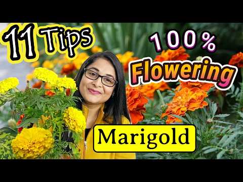 🔴MARIGOLD COMPLETE PLANT CARE TIPS TO MAKE BUSHY & FLOWERING/गेंदे के पौधे / GENDA PLANT #marigold