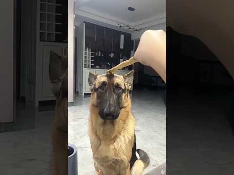Dramatic German shepherd 😂😂#haha #funny #funnyvideo #dog #germanshepherd #omg #drama #fypシ゚viral