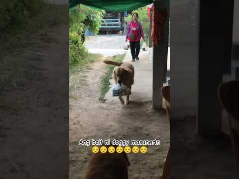 Ang galing nang aso nato masunorin sa amo☺️☺️#viral #youtubeshorts #youtube #viralvideo #viralshorts