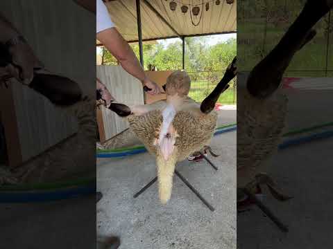 #keşfetbeniöneçıkar #animals #kuzueti #youtubeshorts #kuzu #youtube #antalyaturkey