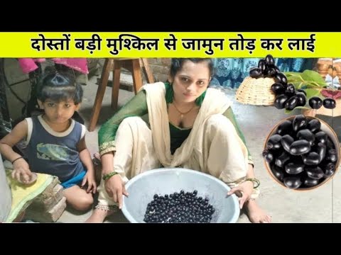 देखीए नीतु आज कितना जामुन तोड़ कर लाई  || Neetu Ara wali daily Vlog || vijay riya का रियल सचाई |