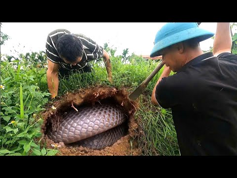 Close-up of 2 brave hunters capturing 2 giant king cobra nesting in the mound behind the house.