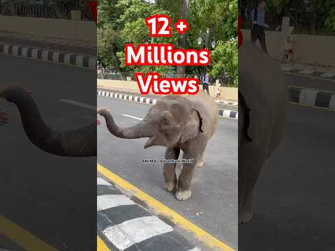 Giving mango to cute baby elephant #love #elephant #babyanimal #cute #aww