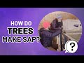 Maple Syrup Production and Science