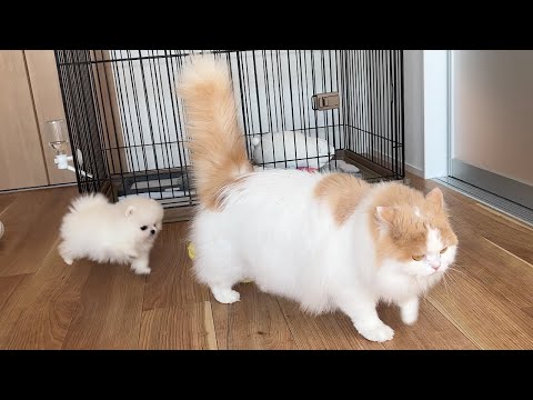 はじめて子犬と猫を直接会わせてみたら大変なことになりました！【成長記録09】