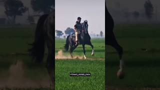 #marwadi #horses #horseriding #shortsfeed #horsefan #viralshorts #trendingshorts #lovestatus #love