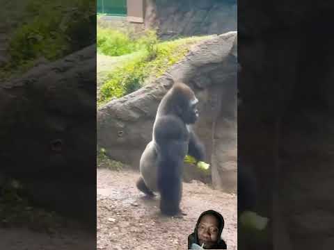 That walk u make when u gotta ?#bigfoot #zoolife #dallaszoo #primate