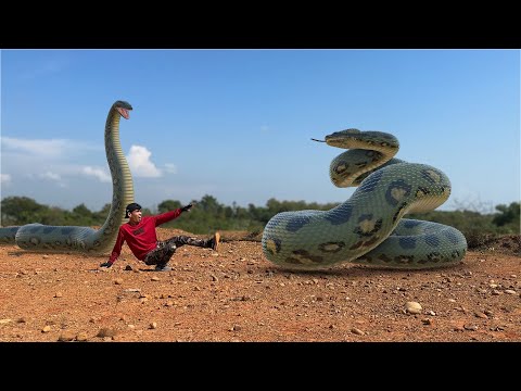 ANACONDA SNAKE ATTACK || anaconda snake in reall life