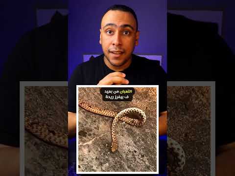 ثعبان في قبضة النمل